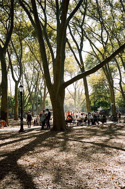 A tree in brooklyn