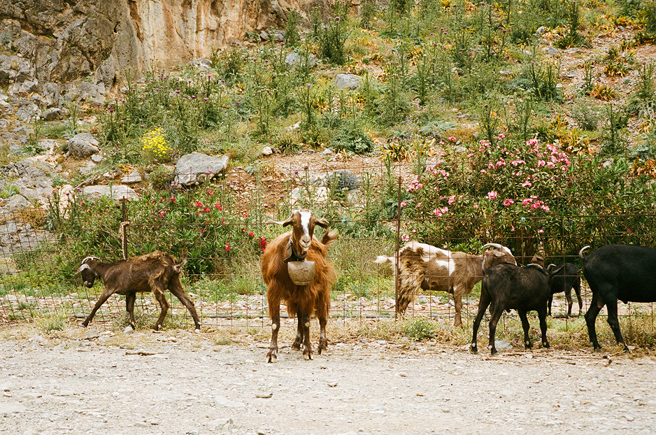 Crete Goats