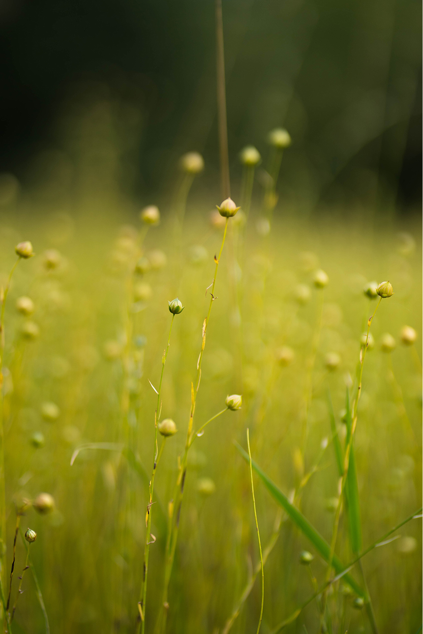 Flax_Meitheal_2026 1