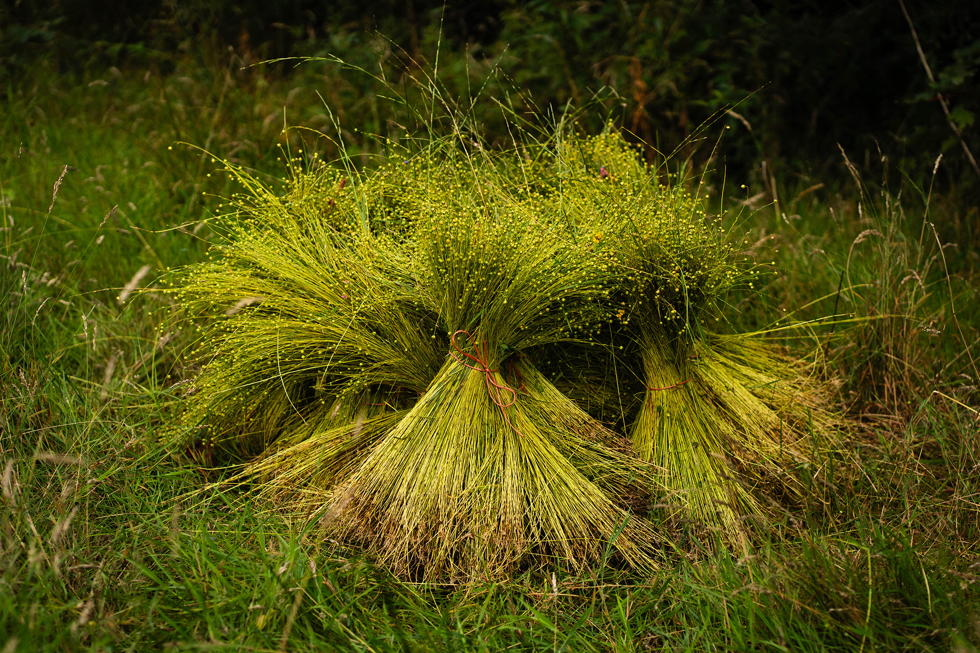Flax_Meitheal_2026 5