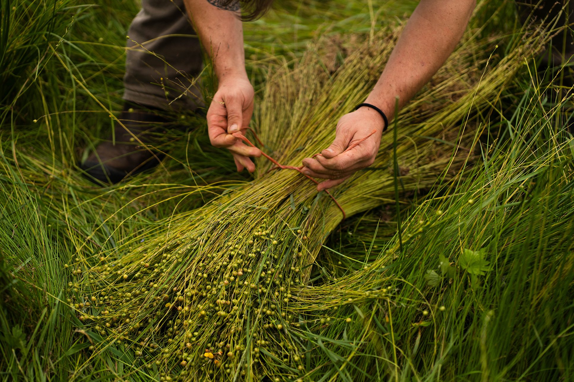 Flax_Meitheal_2026 6